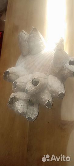 Раковины кораллы для аквариума