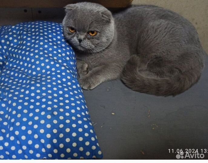 Котик в добрые руки