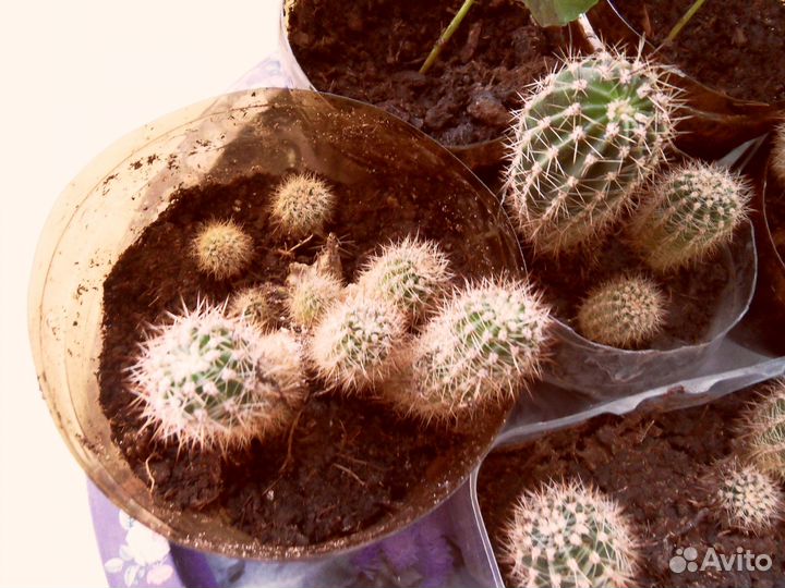 Хлорофитум