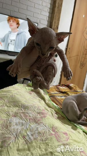Канадский сфинкс котенок