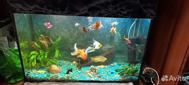 Аквариум