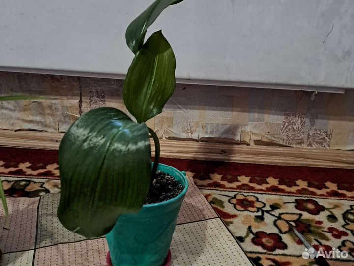 Амазонская лилия