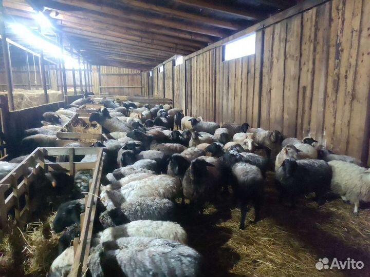 Овцы, ярочки, барашки