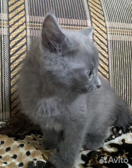 Котенок