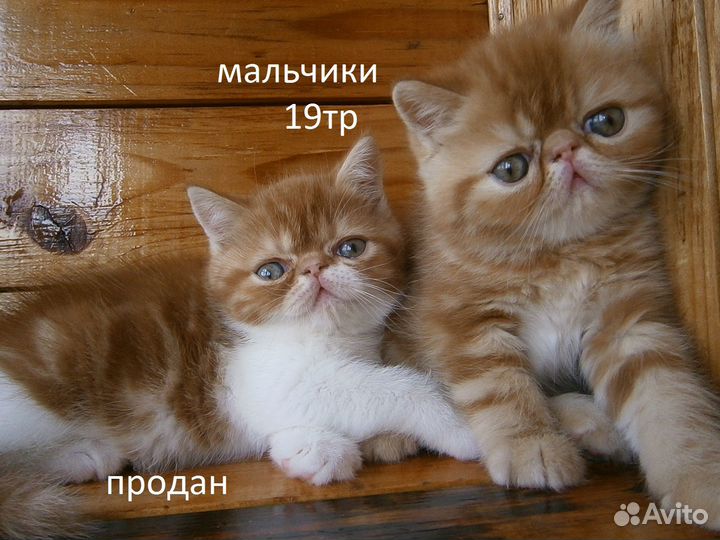 Котята Экзоты Девочки и Мальчики