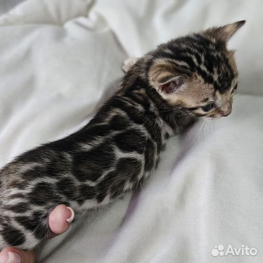 Бенгальская девочка