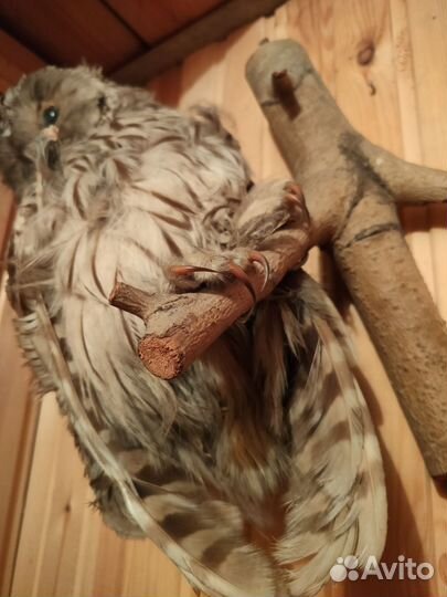 Сова чучело