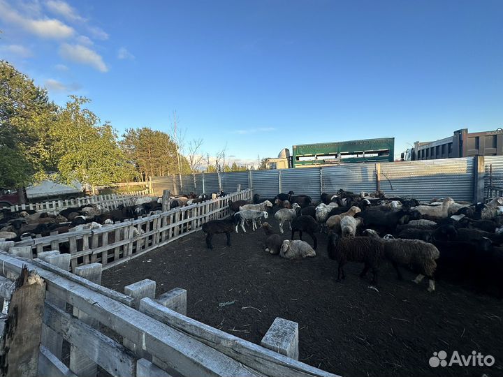 Курдючные бараны овцы
