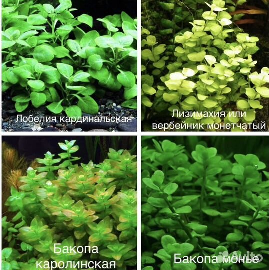 Растения. Креветки синие, теодоксусы, кладофора