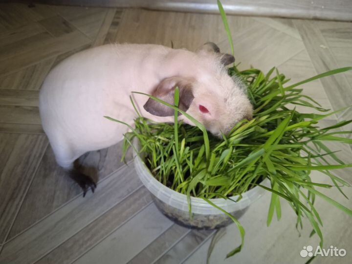 Морская свинка скинни девочка