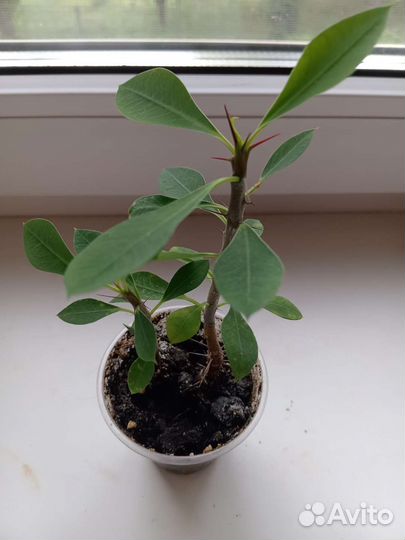 Молочай Миля