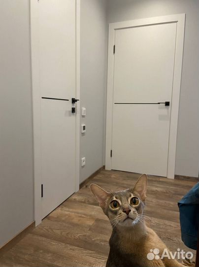 Межкомнатная дверь с установкой