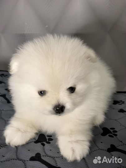 Щенки немецкого шпица