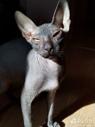 Кот для вязки сфинкс