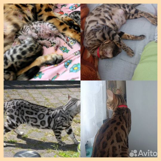 Бенгальская кошка