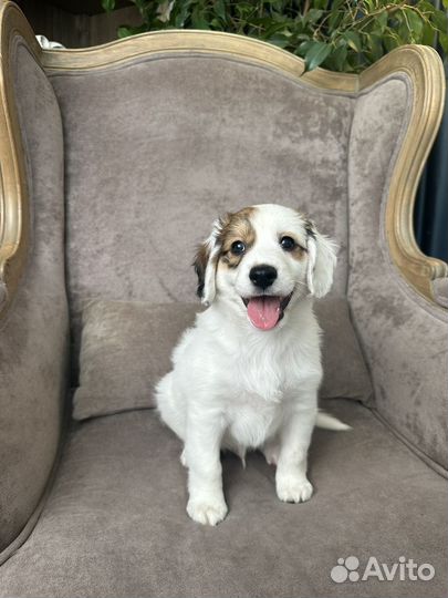 Щенок полуспаниель