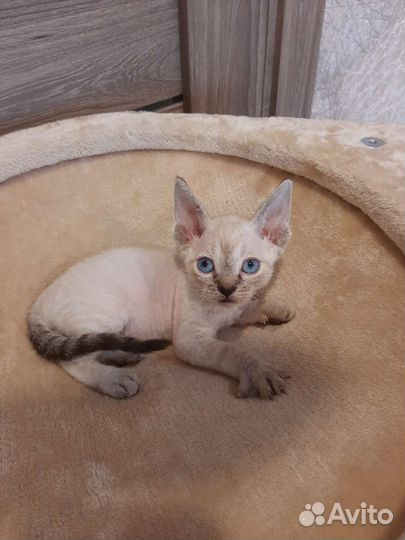 Девон-рекс мальчик