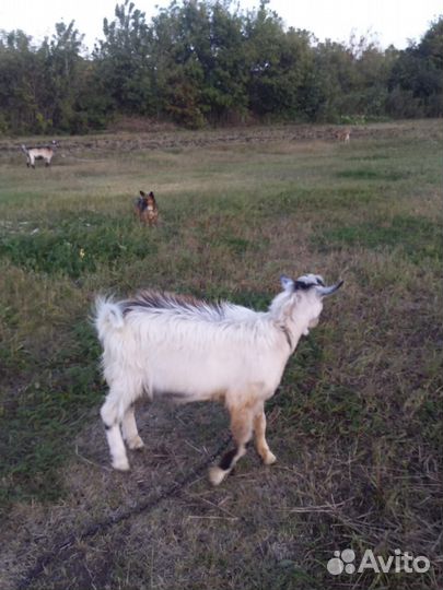 Нубийский козел