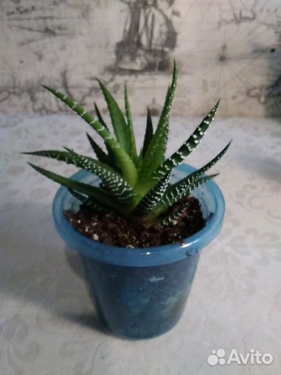 Хавортия полосатая