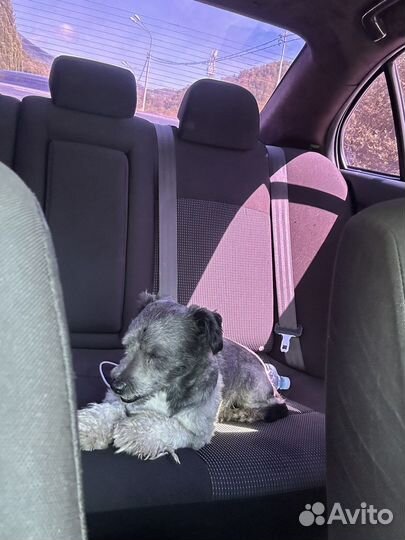 Нашли собаку кобель 1 год