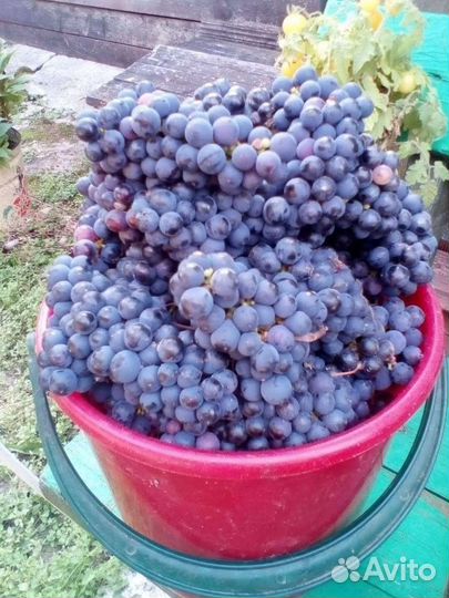 Саженцы винограда