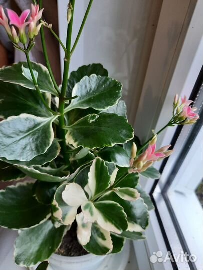 Каланхоэ вариегатный