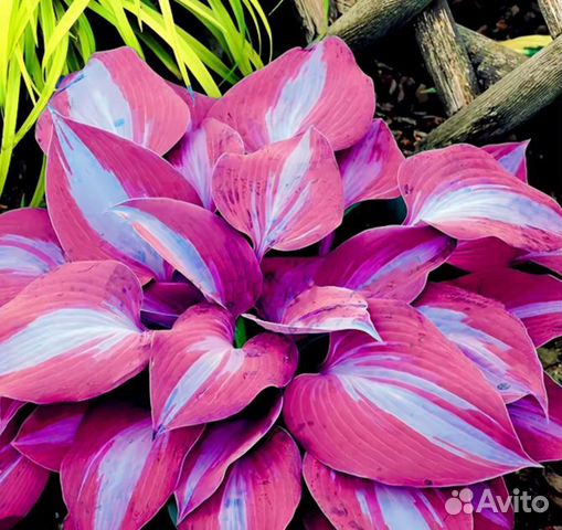 Хоста сорт огненная купить в Москве | Товары для дома и дачи | Авито