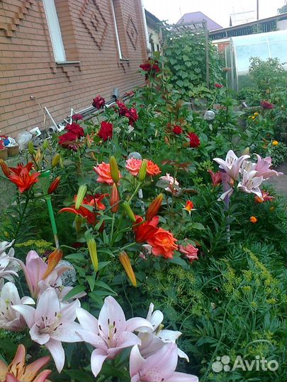 Цветы лилии луковицы