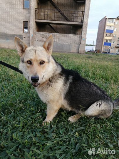 Пес молодой, отдаем в добрые руки