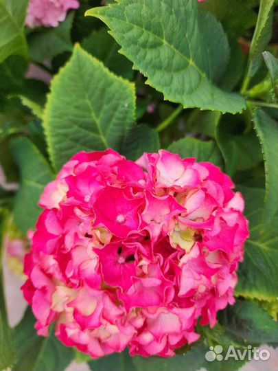 Гортензия цветущая