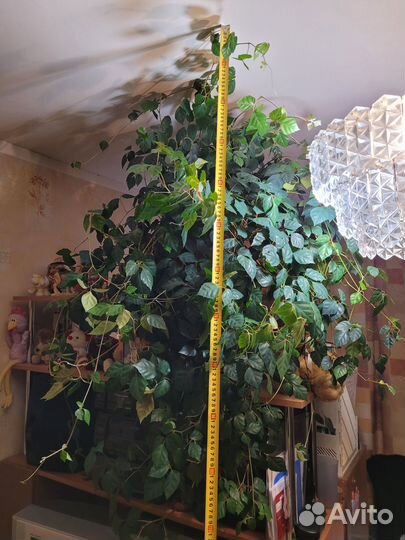 Цысус (березка)