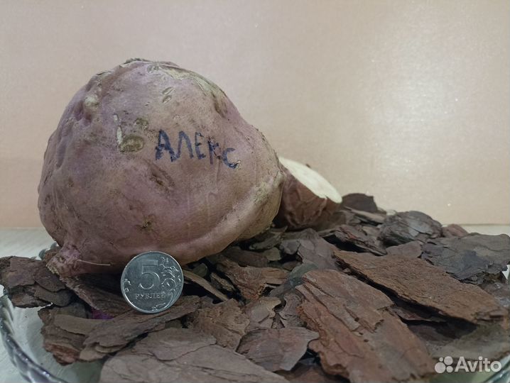 Рассада батата