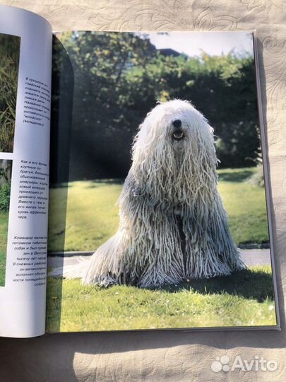 Мир животных Белфакс