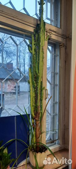 Комнатные цветы отдам