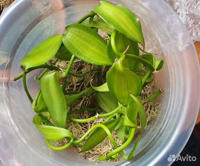 Орхидея Ваниль вариегатная и Дендробиум Кинга