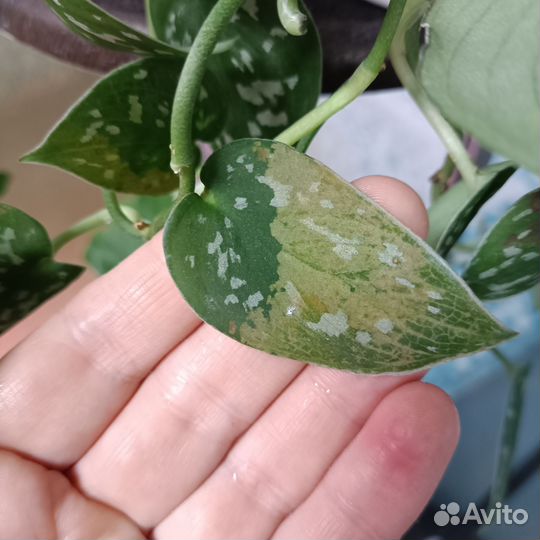 Сциндапсус сортовой