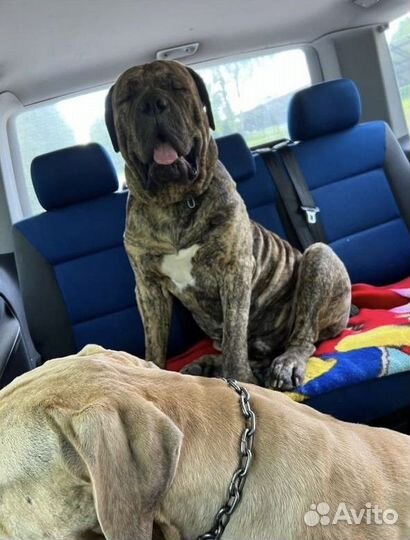 Транспортные услуги перевозки