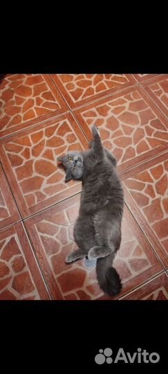 Британская