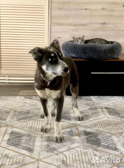 Щенок мальчик Барон 5 мес