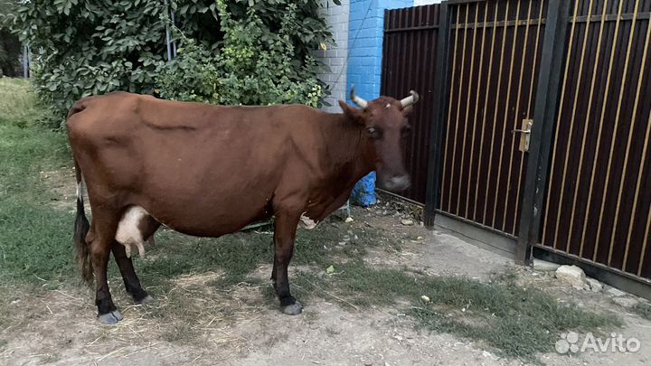 Корова дойная