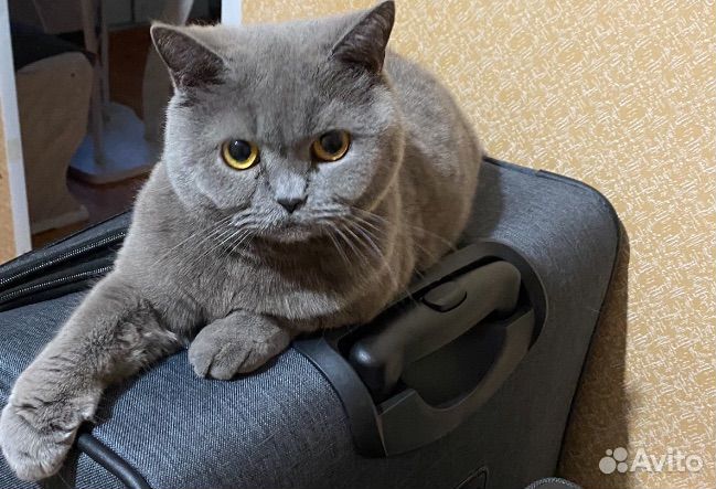 Британская