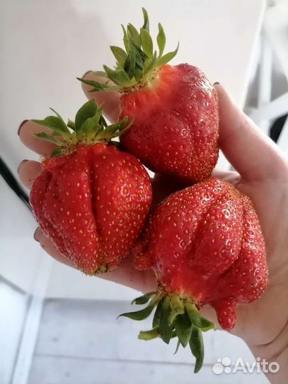 Сортовая клубника лучшие сорта