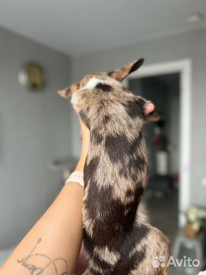 Щенок чихуахуа