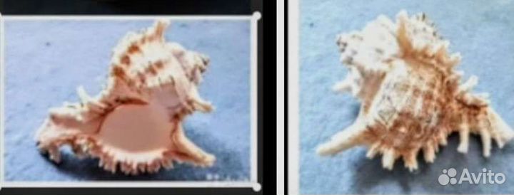Морские ракушки