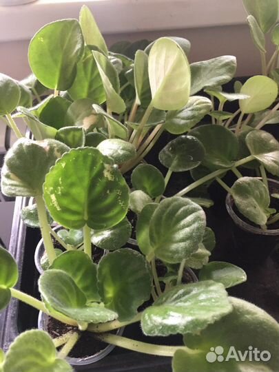 Фиалка лф малиновый йогурт