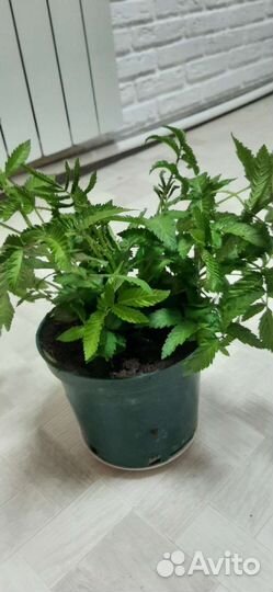 Саженцы малины-клубники