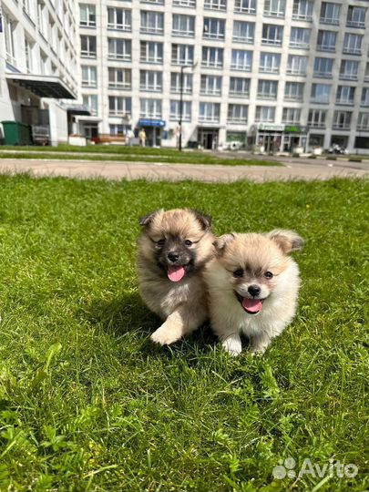 Щенки немецкого шпица, девочки