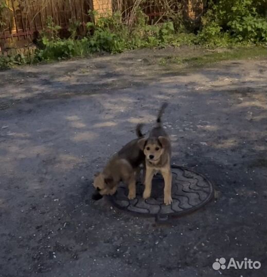 Щенок-девочка