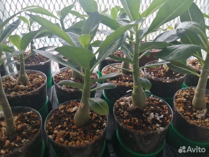 Сеянцы адениума