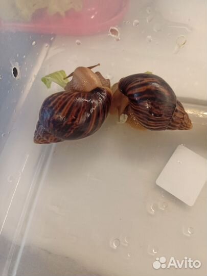 Улитки ахатины имакулята